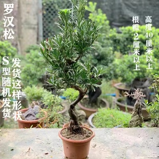 小叶榆树老桩小叶福建茶雀梅九里香清香木罗汉松榕树栀子花盆景