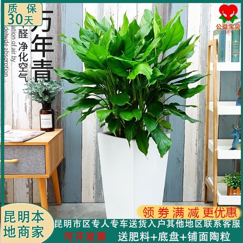 万年青盆栽植物室内四季常青客厅大型花卉绿植吸甲醛净办公室绿化