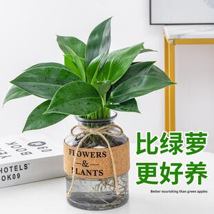 水培植物大叶金钻盆栽水养绿萝水培室内好养植物绿公主吸甲醛绿植