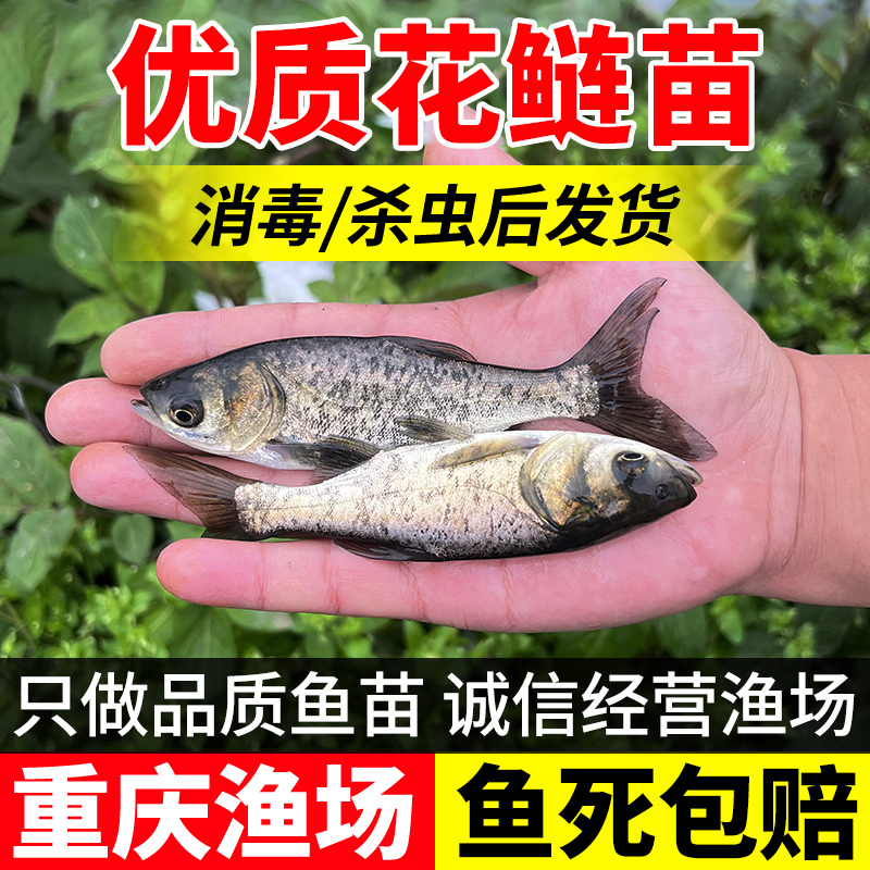 花鲢鱼苗胖头鱼大头鱼苗白鲢鱼苗鳊鱼