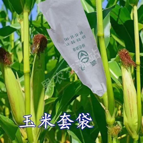 苦瓜套袋专用袋凉瓜黄瓜果蔬袋癞瓜青瓜紫茄子纸袋玉米南瓜保护袋