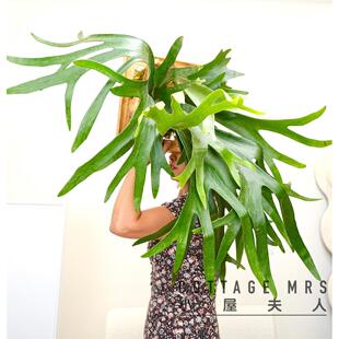 二岐鹿角蕨 生财有&ldquo;鹿&rdquo;植物客厅绿植挂墙美