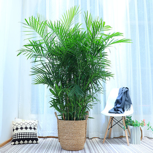夏威夷竹子盆栽四季常青绿植客厅室内净化空气大型植物吸甲醛花卉