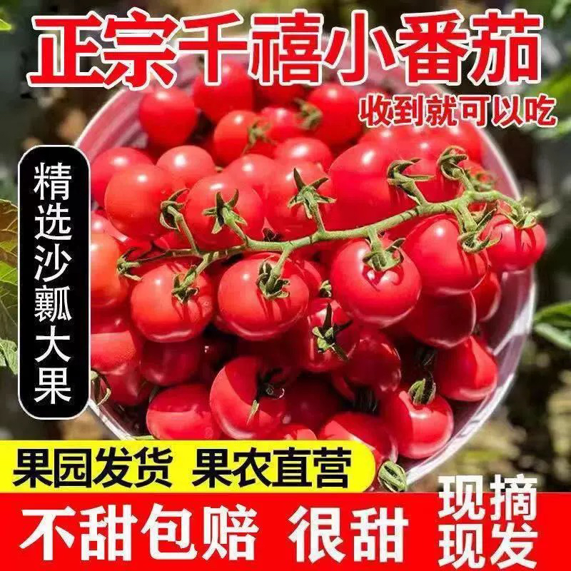 圣女果新鲜水果包邮西红柿农家自然熟孕妇蔬菜生吃小番茄