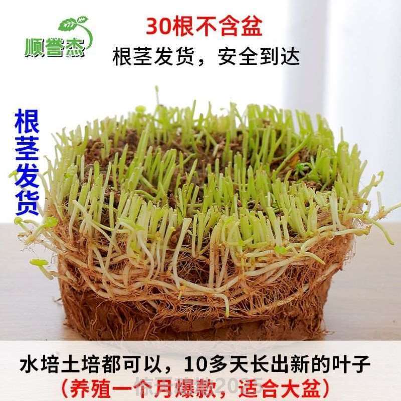 铜钱创大CWD1704意常青水绿金钱养草家居带庭叶植物家四季草水培