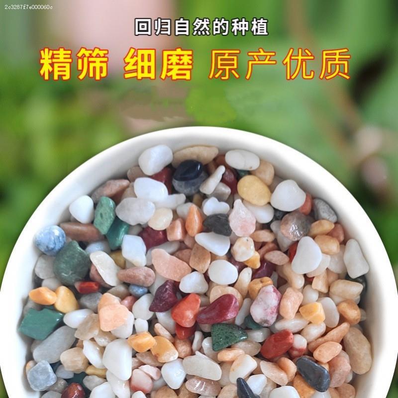 萝富铜钱草碗莲水郁仙花金香绿贵FCT竹水培石子植物固定装饰彩色