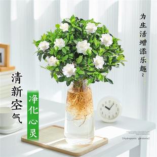 栀子花水培植物盆栽带花苞水养花卉茉莉花办公室桌面鲜花四季开花