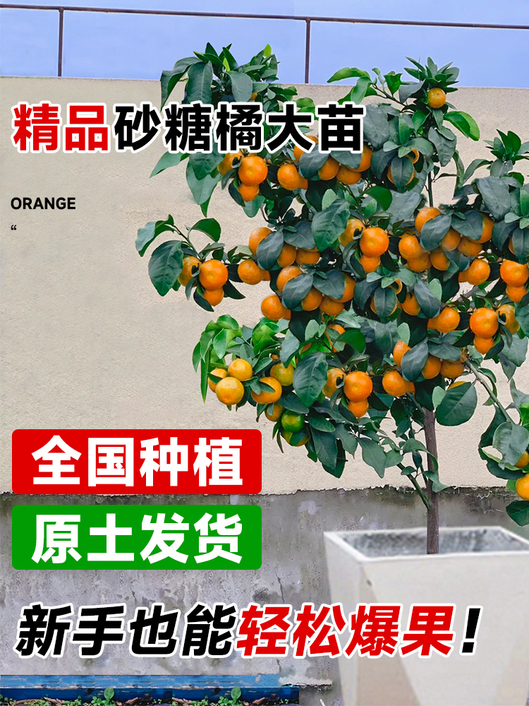 广西砂糖橘树苗正宗嫁接无核橘子沃柑脐橙子桔子盆栽无籽沙糖桔树