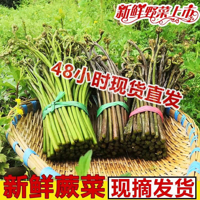 贵州特产当季蕨菜新鲜野生嫩甜撅菜龙爪菜农家蔬菜厥菜蕨苔凉拌菜