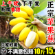 正宗广西苹果蕉香蕉新鲜水果10斤自然熟小米5粉整箱当季批发芭焦2