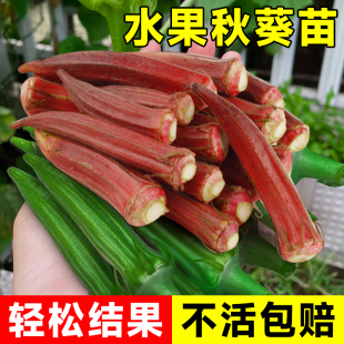 黄秋葵苗盆栽家庭阳台水果蔬菜种植四季绿植物菜种子孑籽秧苗大全