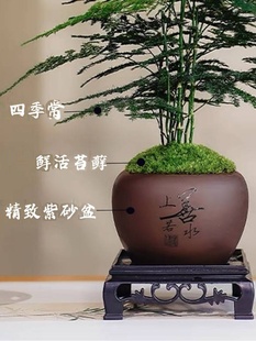 文竹盆栽植物室内花卉盆景客厅办公室桌面小绿植好养云竹四季常青