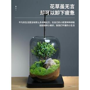 桌面植物微景观玻璃生态瓶苔藓成品好养创意绿植室内装饰摆件盆景