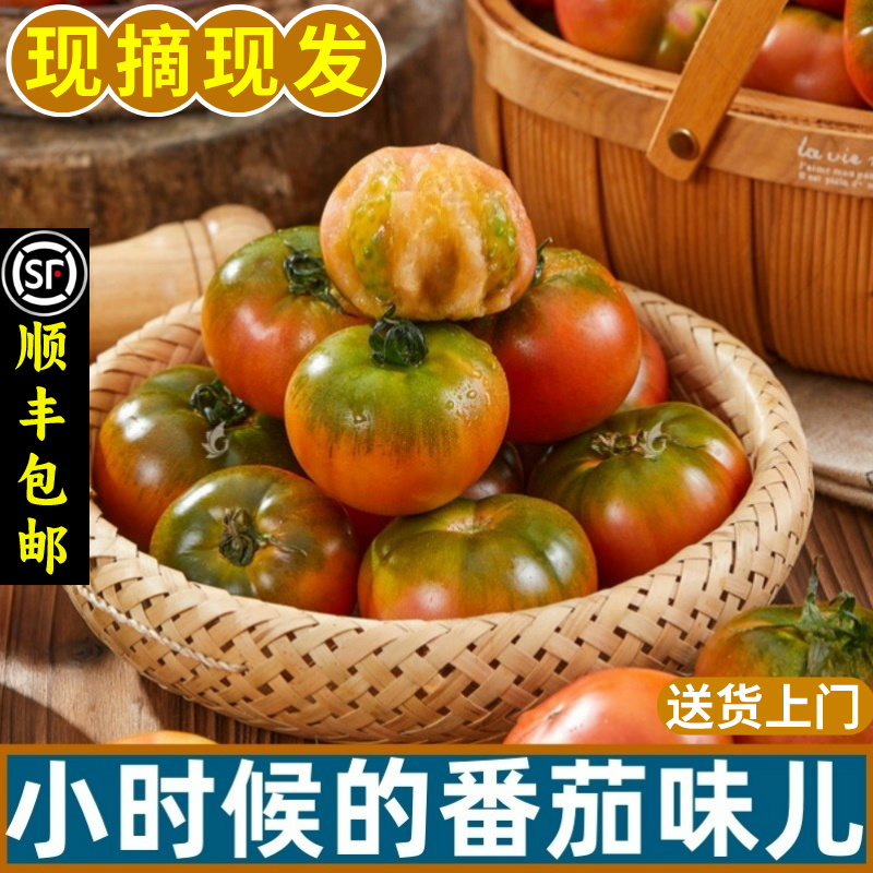 丹东铁皮西红柿子新鲜草莓小番茄绿腚