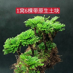 吸水石上种的植物景假山吸水石造景绿植物花卉好养室内小盆栽