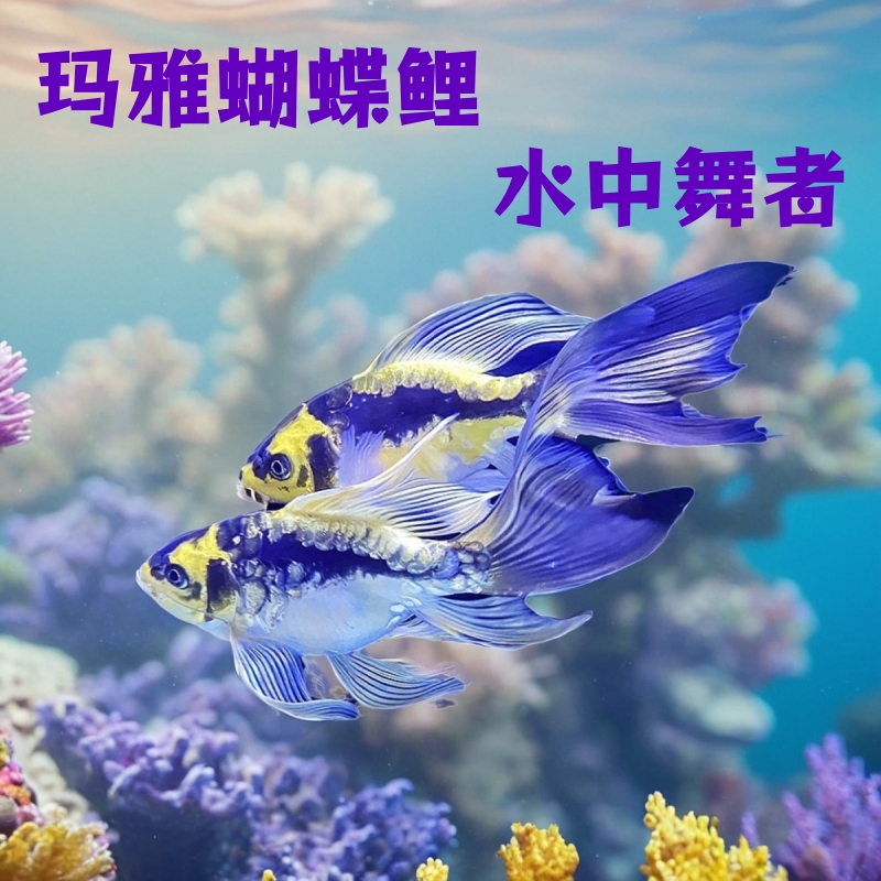 玛雅蝴蝶鲤球体德系大酋长熊猫彩蝶好