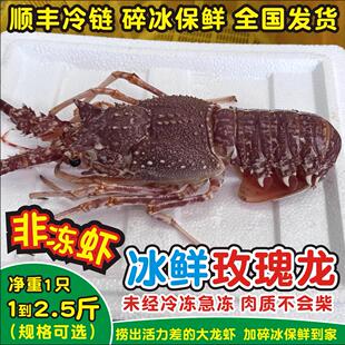 莫桑比克玫瑰龙虾大龙虾冰鲜非冷冻海鲜水产波士顿龙虾1-2.5斤1只