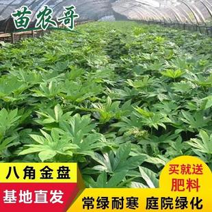 耐阴耐寒八角金盘小苗地被观叶植物好养庭院绿化苗木四季常青树苗