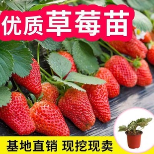 盆栽四季草莓穴盘带土带盆红颜牛奶草莓秧阳台南北方种植包邮