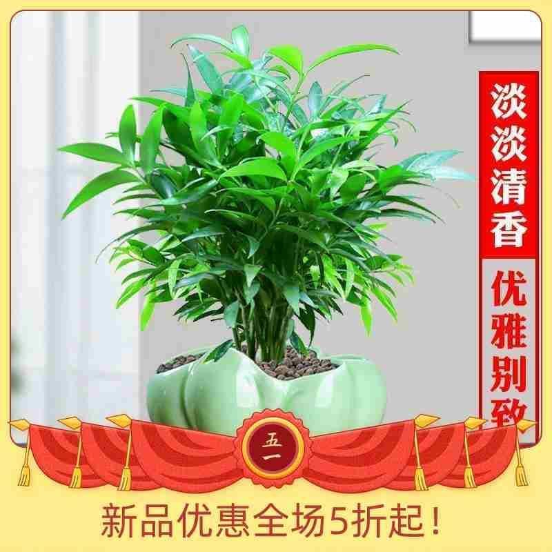 竹柏盆栽室内驱蚊植物平安竹清香绿植驱虫净化空气好养长寿竹树苗