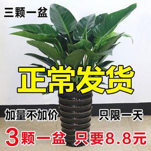 大叶绿公主金钻盆栽室内大型客厅绿植水培花卉万年青四季好养植物