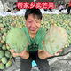 四川攀枝花凯特芒果10芒果新鲜当季水果包邮芒果凯特芒果新鲜水果