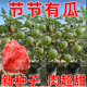 盆栽蜂蜜小西瓜种子四季播种阳台庭院迷你小西瓜种籽水果蔬菜种子