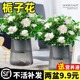 栀子花盆栽花卉植物室内绿萝箩阳台水培绿植茉莉花四季好养九里香