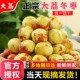 陕西大荔冬枣新鲜水果当季整箱包邮鲜枣现摘大枣5斤装精品脆枣子