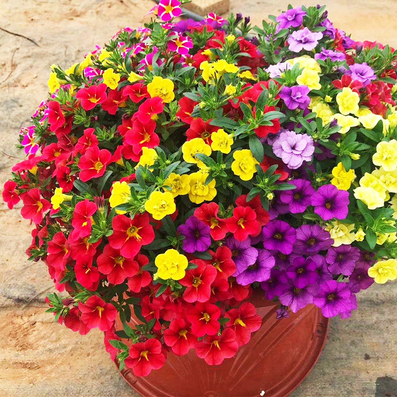 百万小玲盆栽舞春花牵牛花苗阳台吊篮花卉开花不断多盆套餐垂吊花