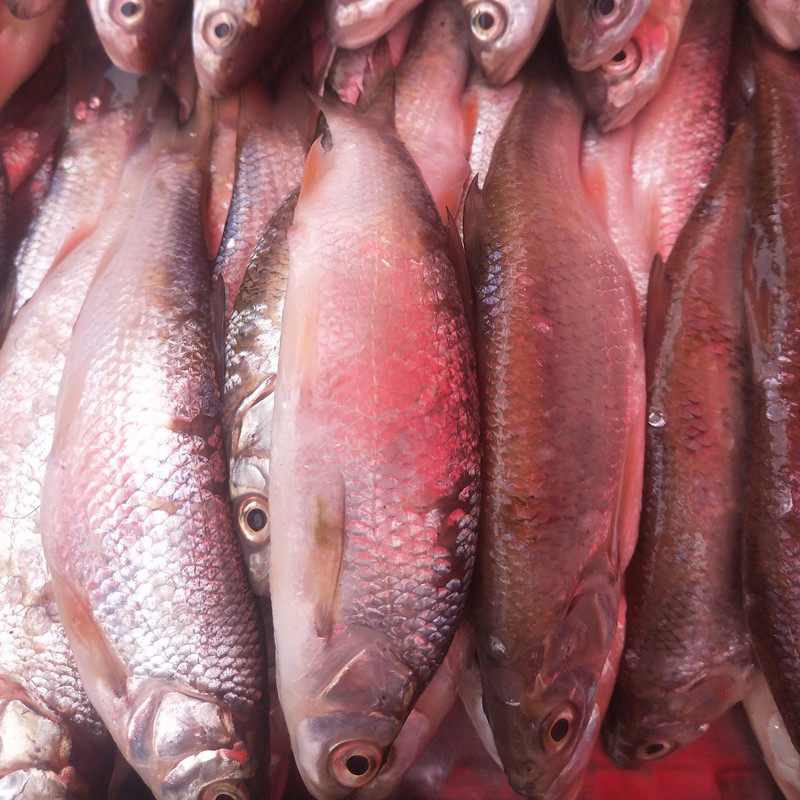 黑龙江 冬捕野生冷水雅罗鱼每斤 华子鱼 滑子鱼35一斤4斤包邮