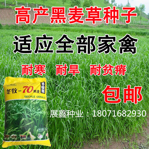 冬牧70黑麦草种子四季耐寒高产多年生宽叶养殖牛羊鸡鹅鱼兔牧草籽