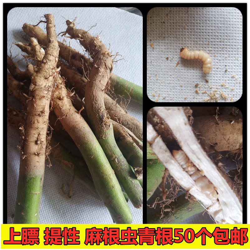 画眉鸟活体_麻根虫青根天牛幼虫活体鸟食靛颏红子贝子画眉鸟上膘提性