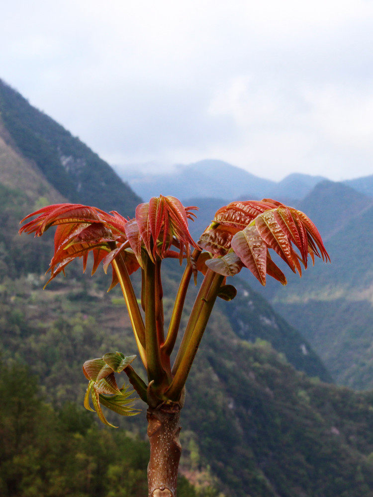 23年恩施深山露天野生香椿芽头茬春芽现摘焯水真空250克凑五包邮