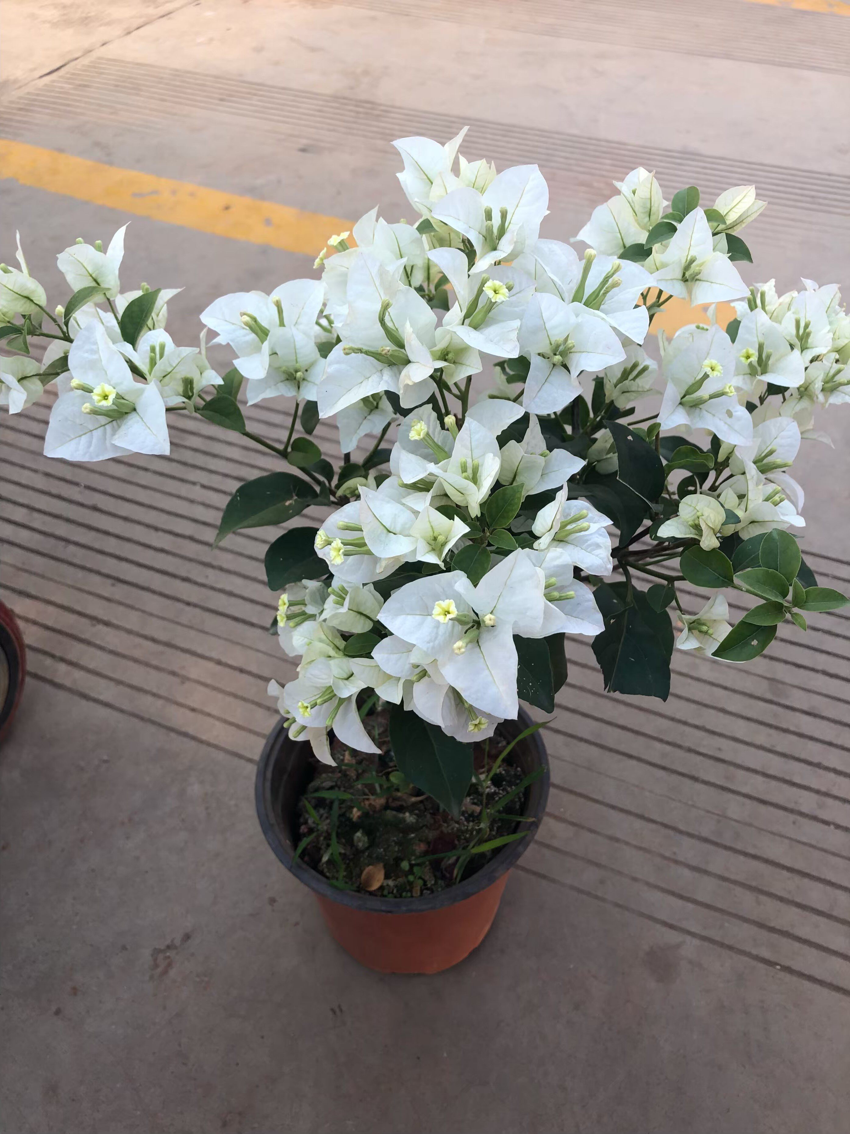 热销白色三角梅_白雪公主三角梅白色三角梅九重葛叶子花绿植盆栽带花