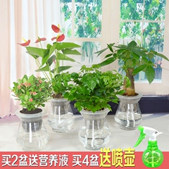 水培植物盆栽观音竹发财树红掌白掌粉掌富贵树富贵竹绿萝金钱树