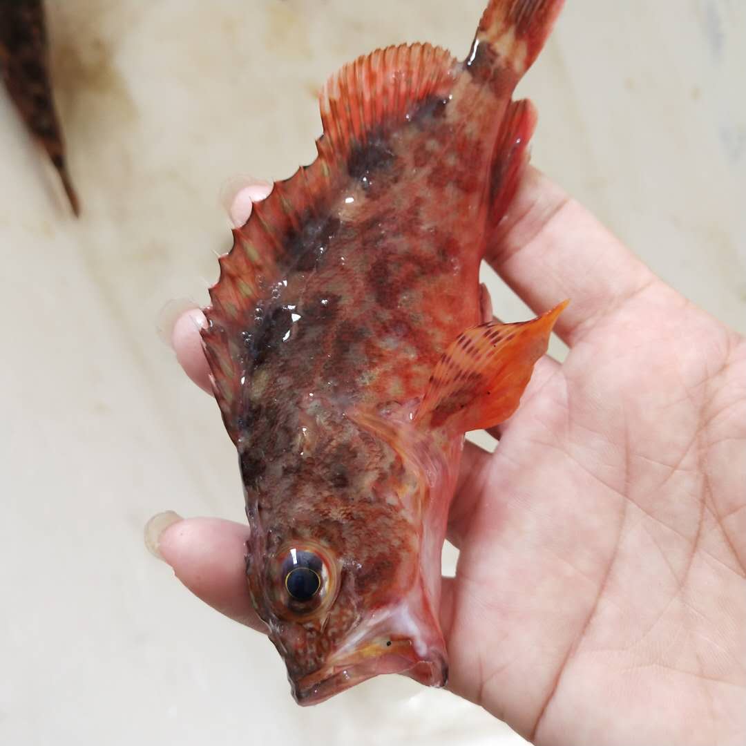 漁山島鮮生的海鮮水産鮮活野生海釣石翁魚老虎魚兒童輔食孕婦在類目 水產肉類/新鮮蔬果/熟食, 海鮮/水產品/製品, 其它中 - 來自Buy2taobao.com提供專業的淘寶代購服務