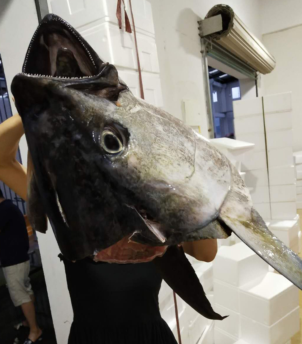 金枪鱼头金枪鱼头日本料理食材烤金枪鱼头深海日料