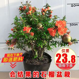 石榴花盆栽观赏果树苗室内盆景四季开花植物室外庭院阳台绿植花卉