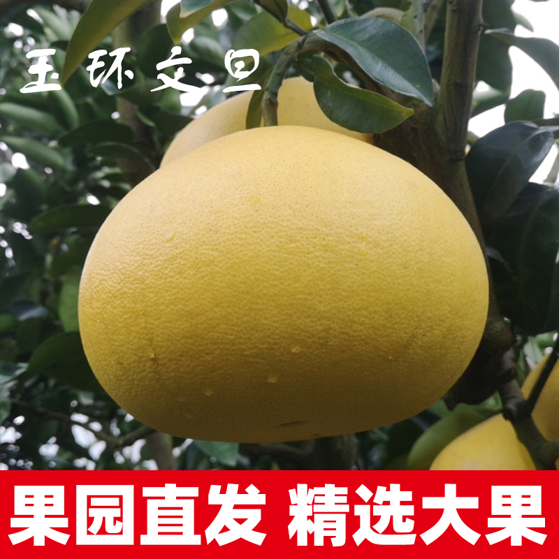 玉環文旦柚子20斤帶箱精選大果當季新鮮水果現摘現發浙江楚門蜜柚在類目 水產肉類/新鮮蔬果/熟食, 新鮮水果, 柚子中 - 來自Buy2taobao.com提供專業的淘寶代購服務