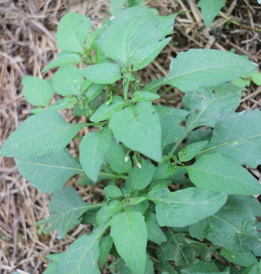 乌稔果野生新鲜白花菜 新鲜龙葵草叶菜现摘新鲜野菜500g臭花菜 - 陈一