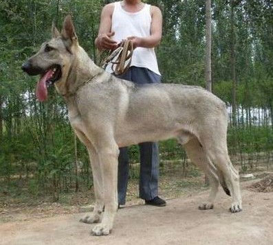 出售家养纯种狼青幼犬活体巨型中华狼犬大型看家护院狗狼狗幼崽养