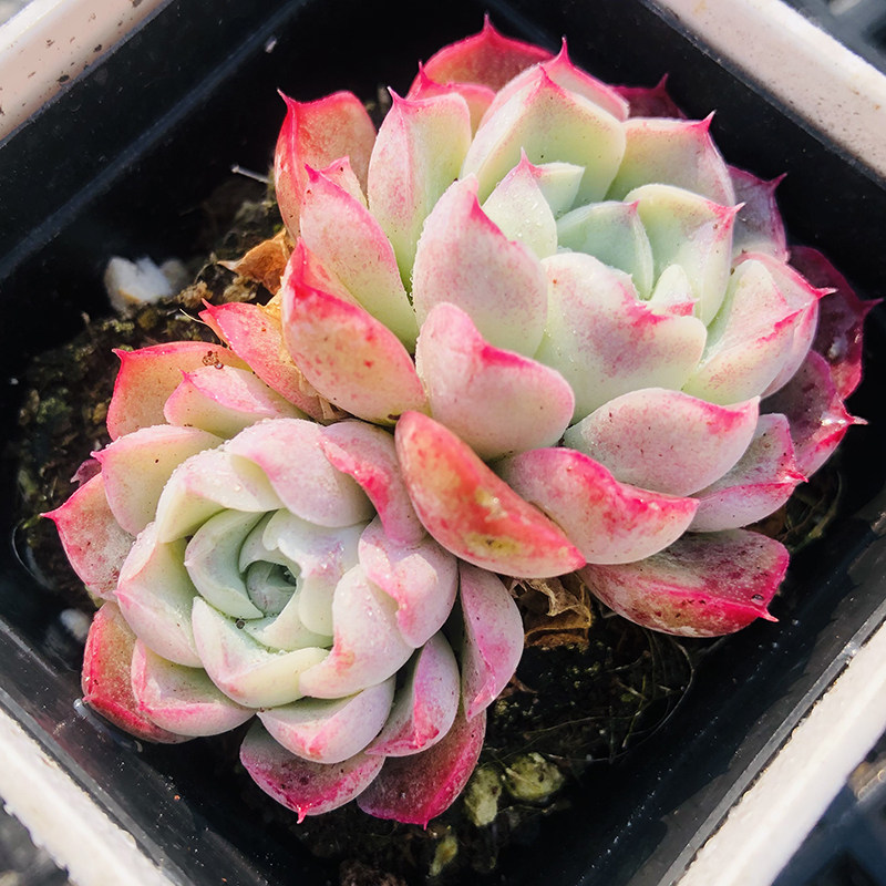 沁心双头5-7cm 多肉植物 中高端小贵货 花心带小洞带红边线带睫毛