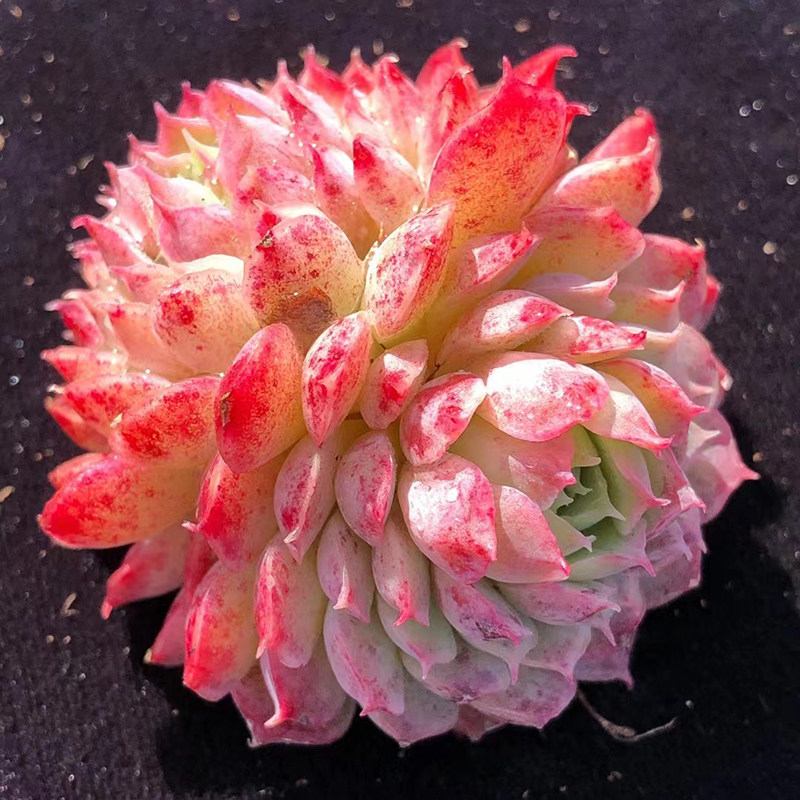 仙桃7cm盆单双群 多肉植物 西府海棠的优选基因 果冻体带血斑