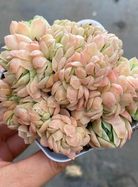 贝瑞缀化8cm盆 多肉植物 经典老品种 控养3年 果冻体 叶层多