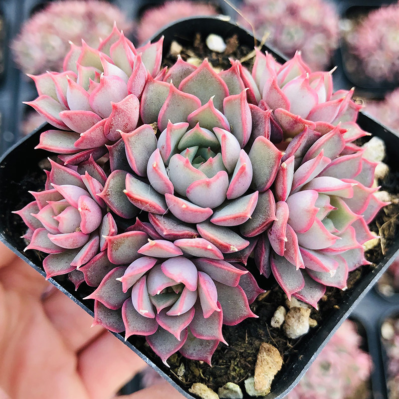 lg诺玛德7cm盆群生 多肉植物 韩货新品小贵货 小包子头多饱满