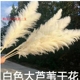 天然芦苇蒲苇干花花束客厅真花束家居装饰摆设粉色 大芦苇干花