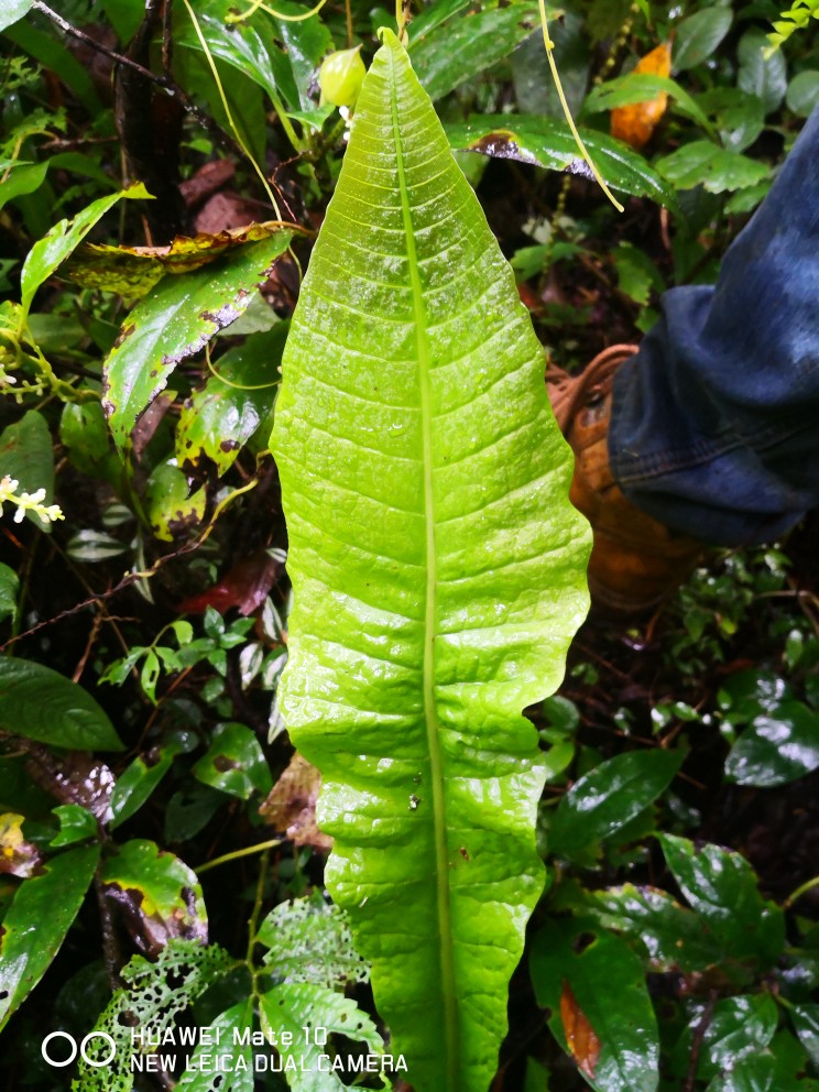 广西原生稀有蕨类 膜叶星蕨 喜阴花卉绿植水陆缸雨林缸造景素材