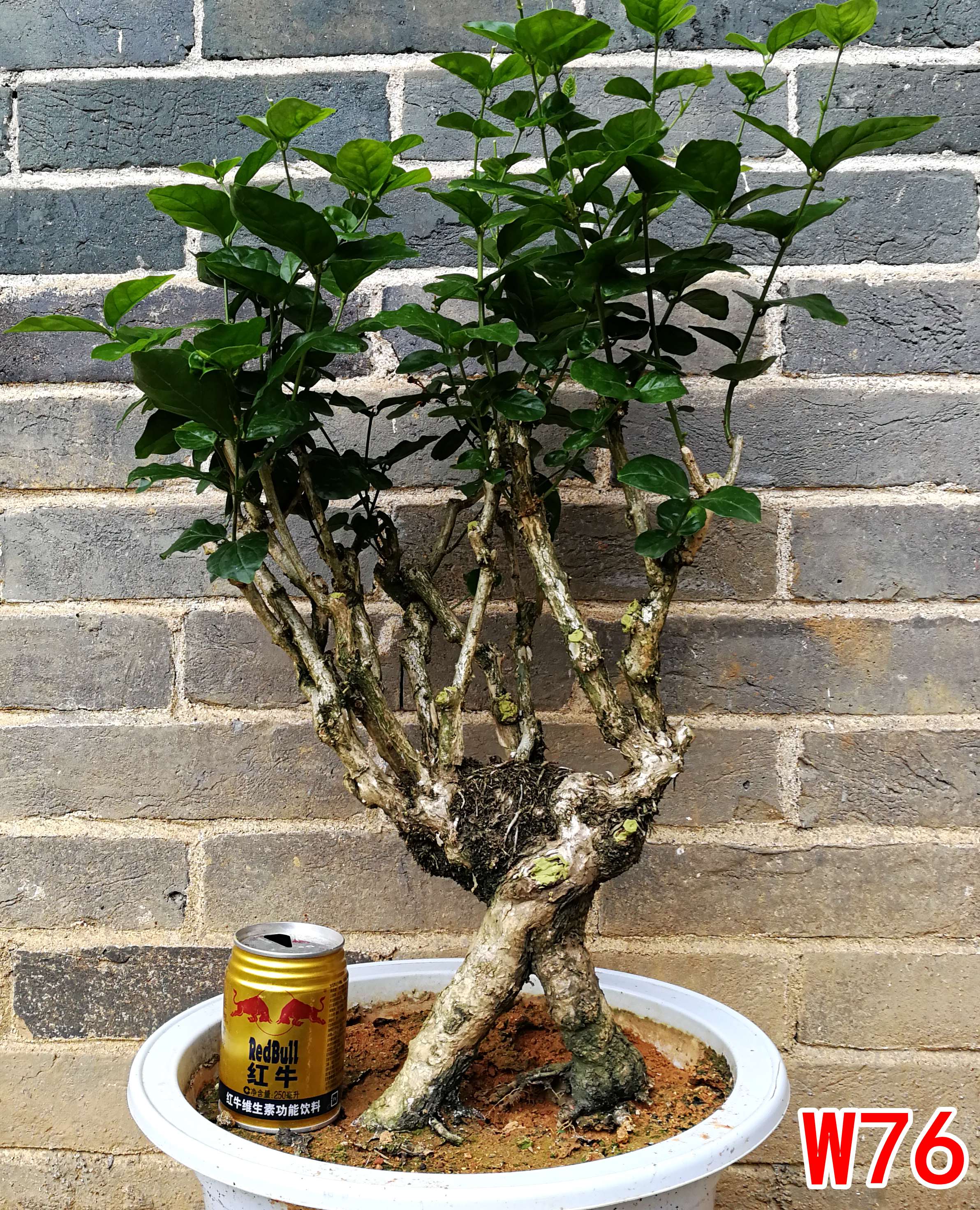 茉莉花老桩一图一拍花卉