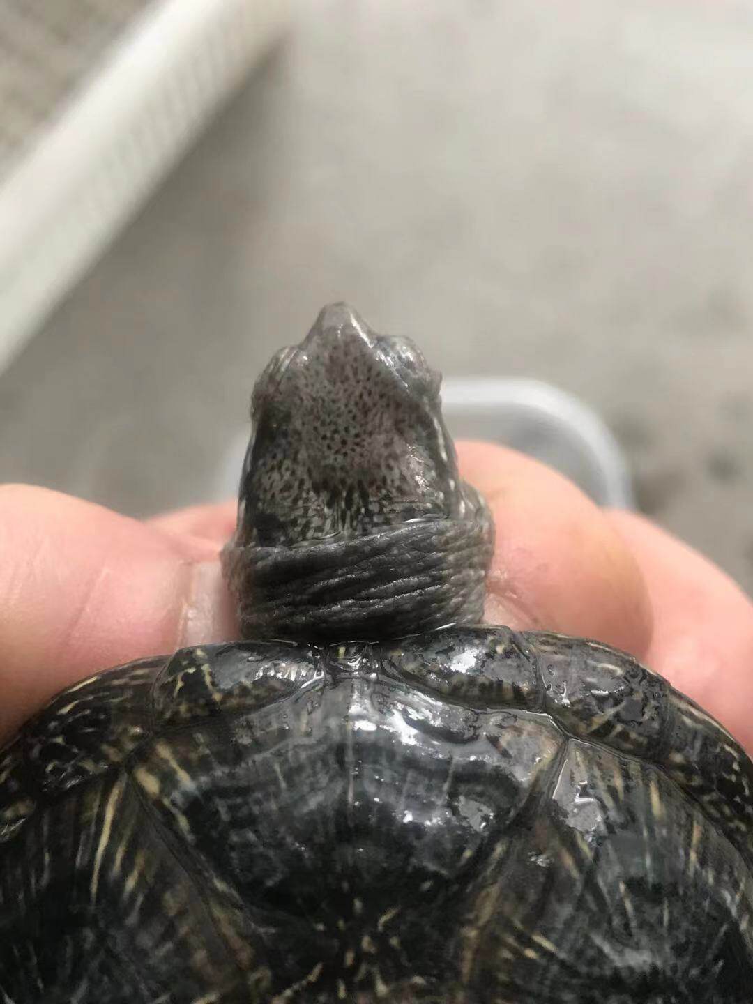 欧泽龟苗欧洲泽龟深水满天星乌龟活体健康品包龟/鳖